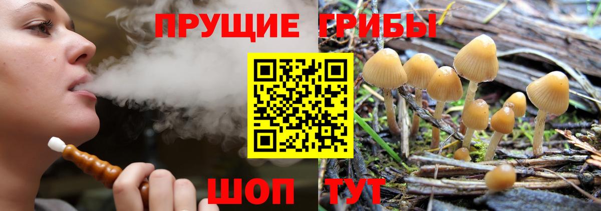 Кропоткин  Галлюциногенные грибы Cubensis  Вход с VPN 
